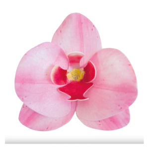 10 Orquídeas de hóstia Rosa bebé