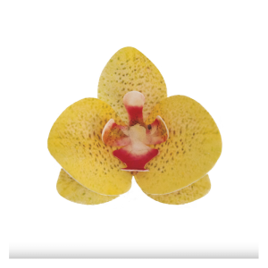 10 Orquídeas de hóstia Amarelas