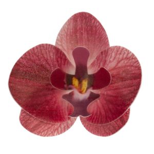 10 Orquídeas de hóstia Bordô